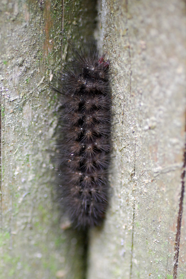 Solito arctiidae marrone irriconoscibile (larva)