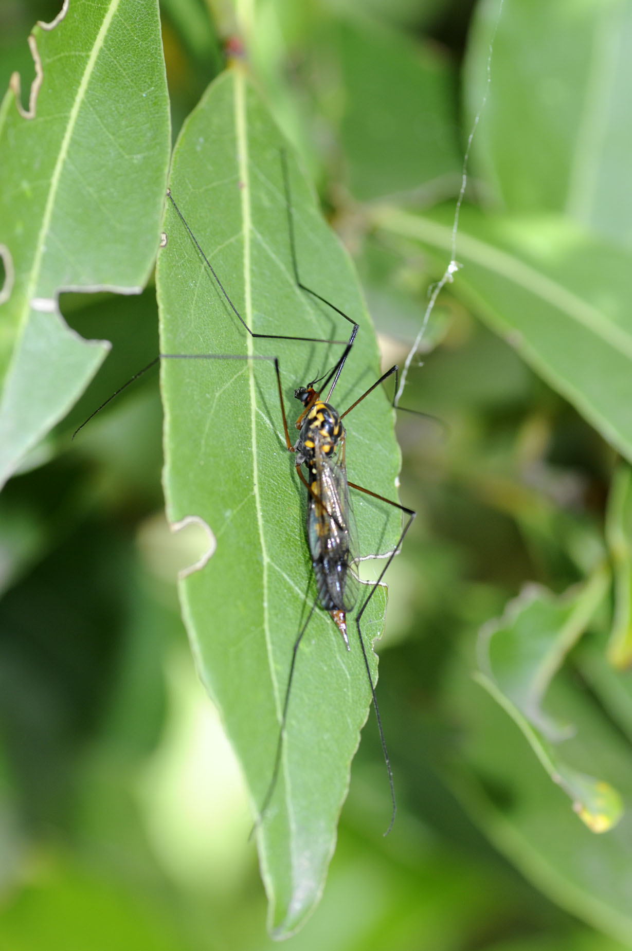 Tipulidae?