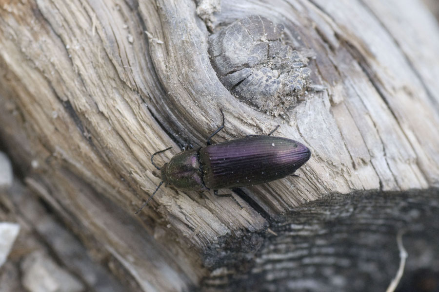 Ctenicera sp. (Elateridae)