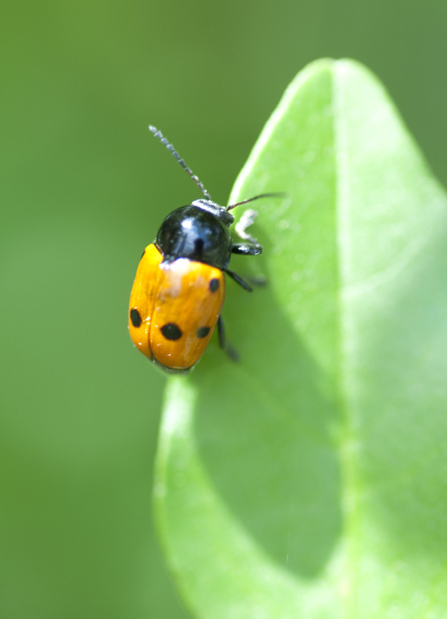 Chrysomelidae  - Quale specie di Cryptocephalus?