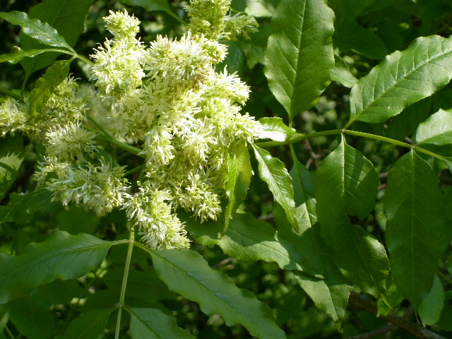 Fraxinus ornus