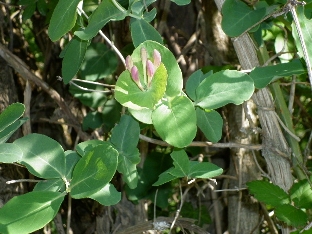 Lonicera caprifolium