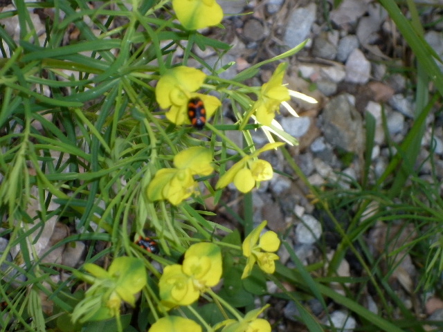 Cercopis vulnerata