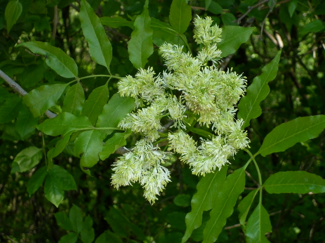 Fraxinus ornus