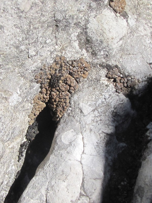 Licheni della Valsolda (Como) da determinare