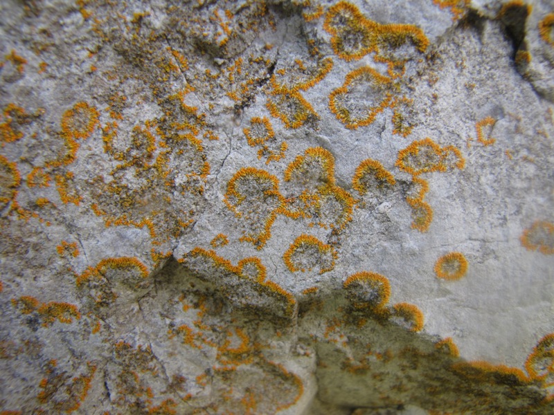 Licheni della Valsolda (Como) da determinare