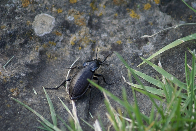Identificazione Carabidae: Carabus rossii