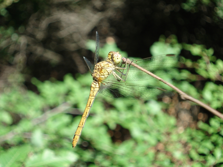 Un aiutino per identificare questa libellula