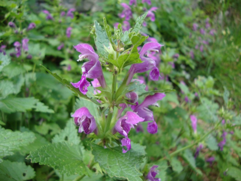 Lamium garganicum subsp. laevigatum / Falsa-ortica levigata