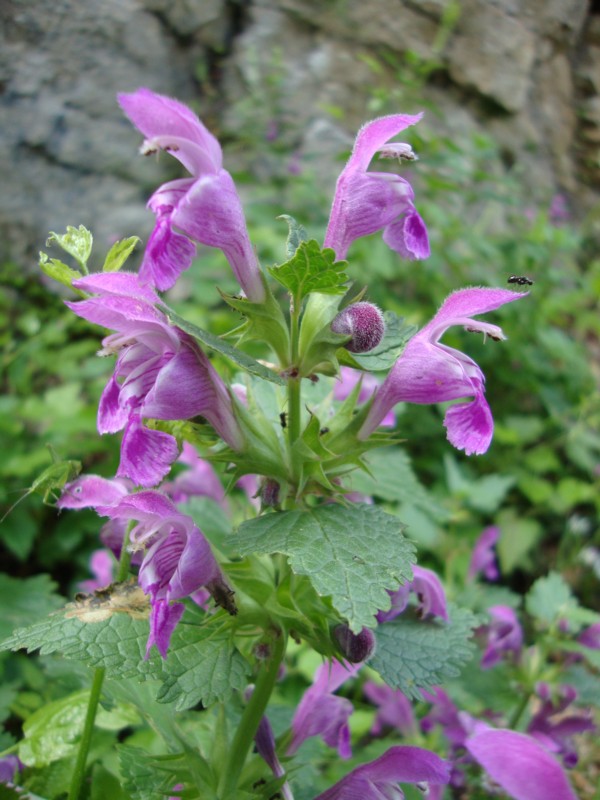 Lamium garganicum subsp. laevigatum / Falsa-ortica levigata