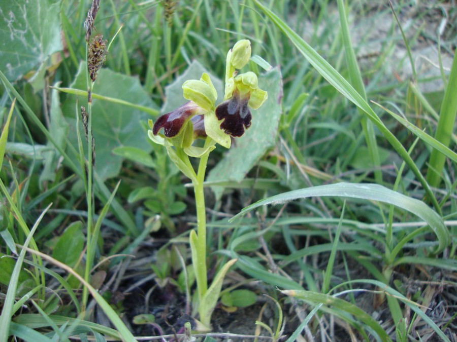 orchidea da identificare 2