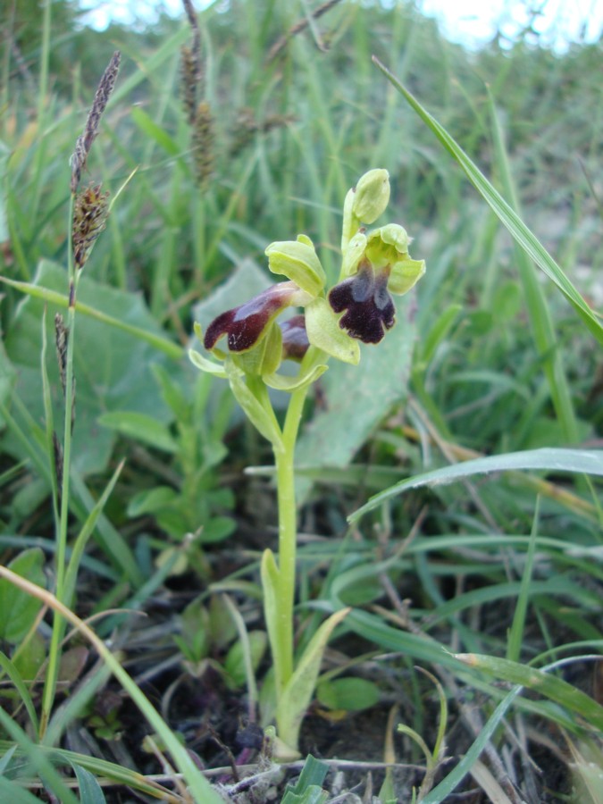 orchidea da identificare 2