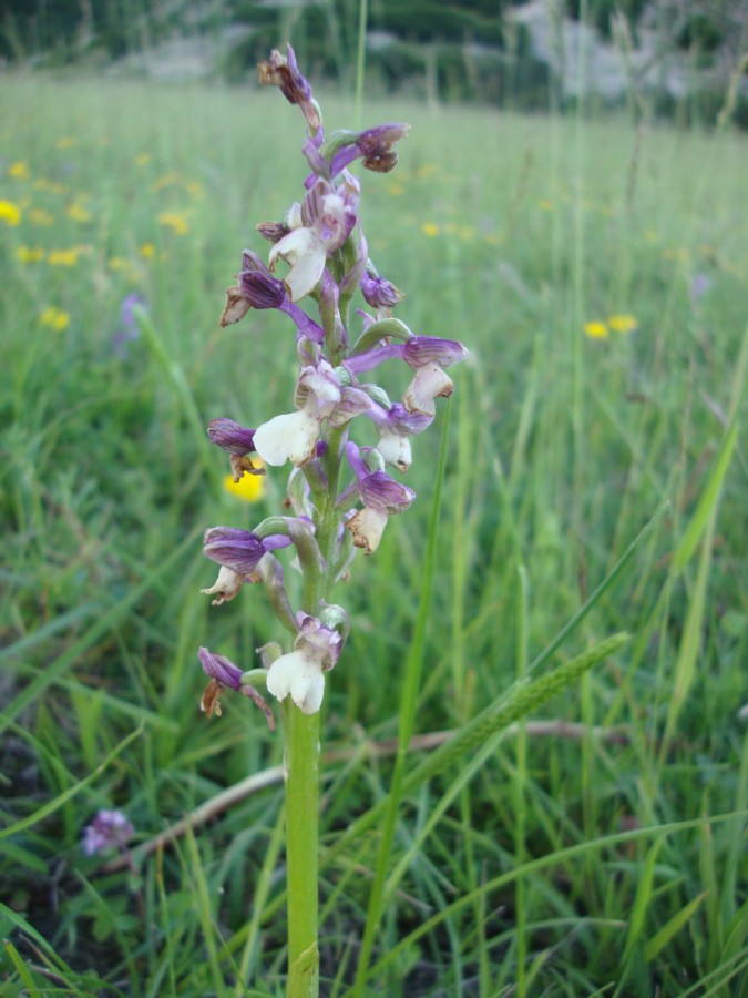 orchidea da identificare