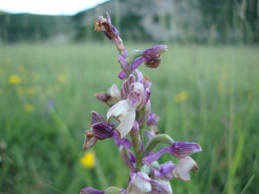 orchidea da identificare