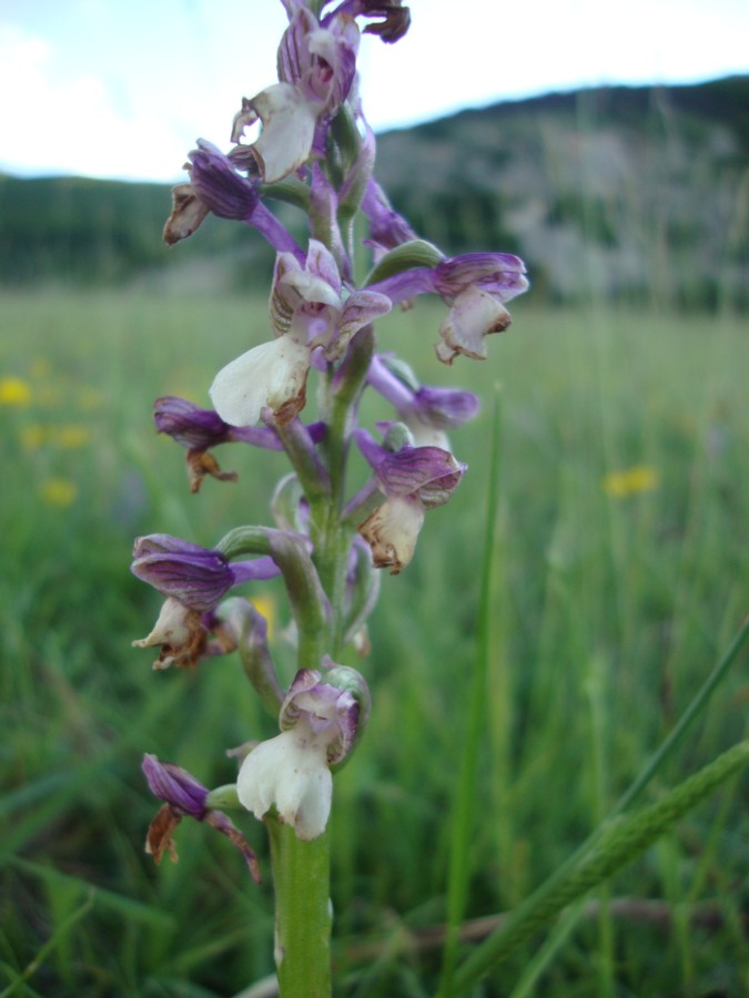orchidea da identificare