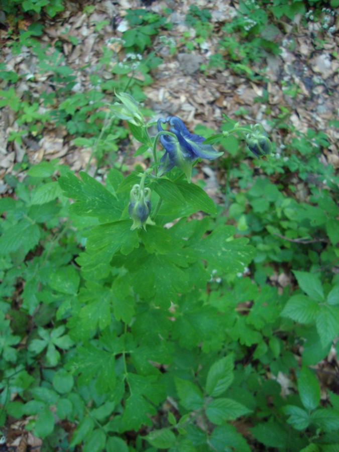 Aquilegia