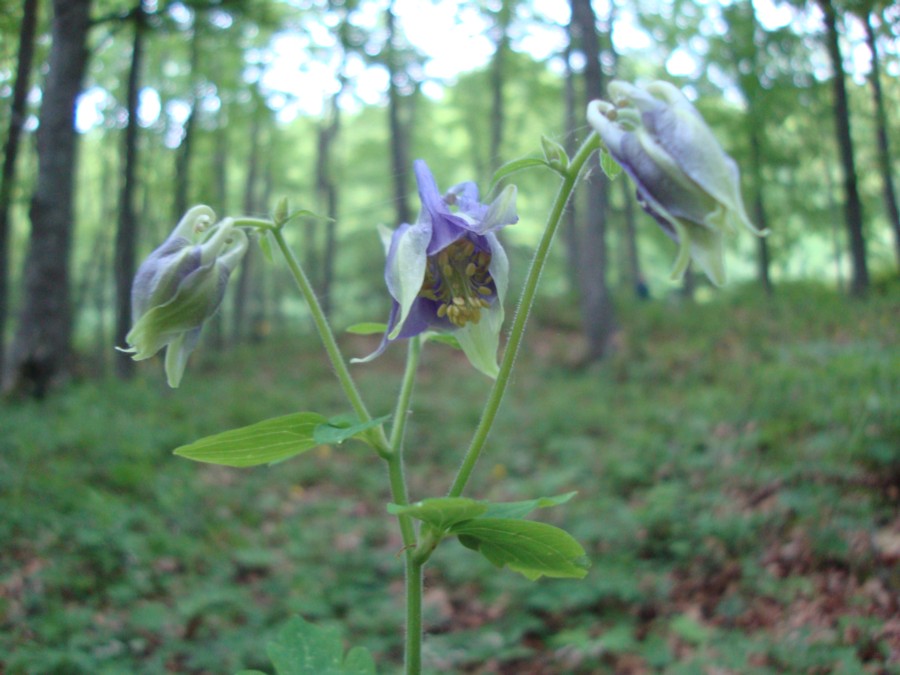 Aquilegia
