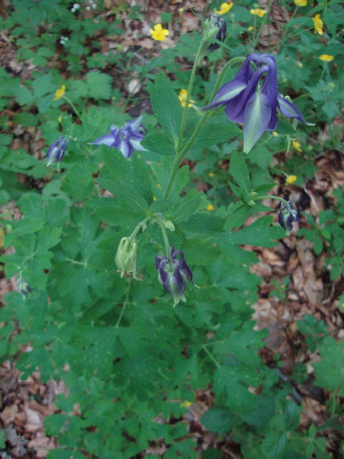 Aquilegia