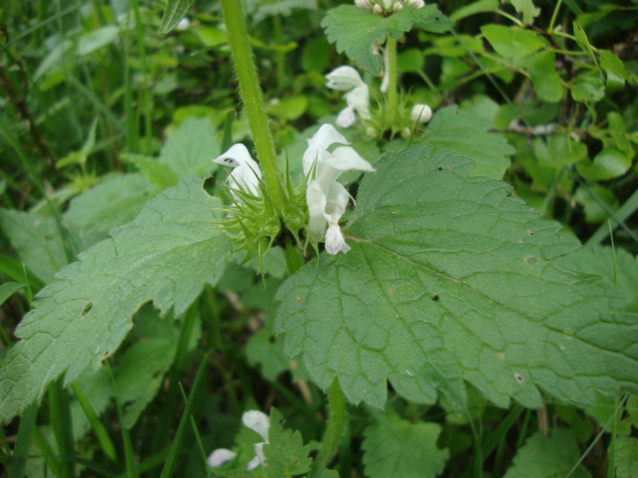 Lamium cfr. album