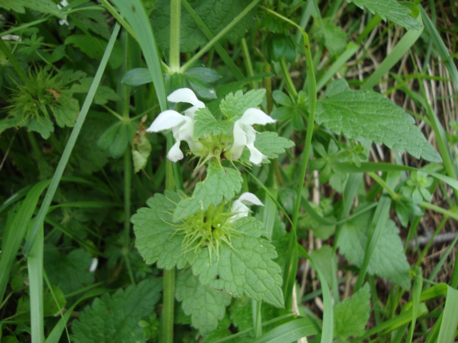 Lamium cfr. album