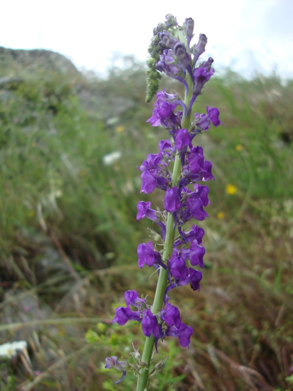Linaria purpurea