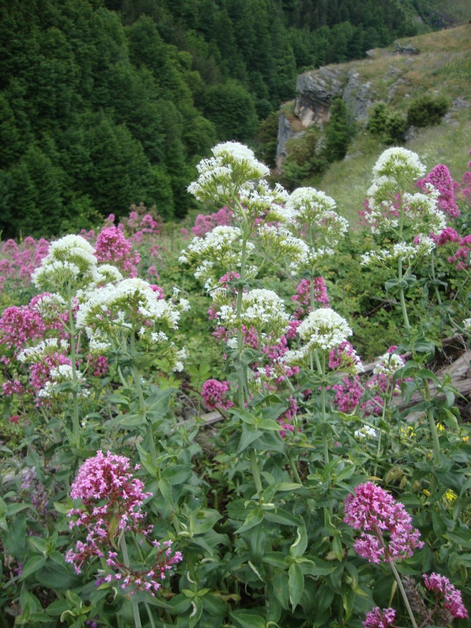 Centranthus ruber