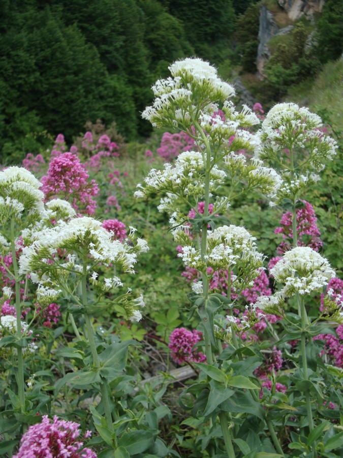 Centranthus ruber