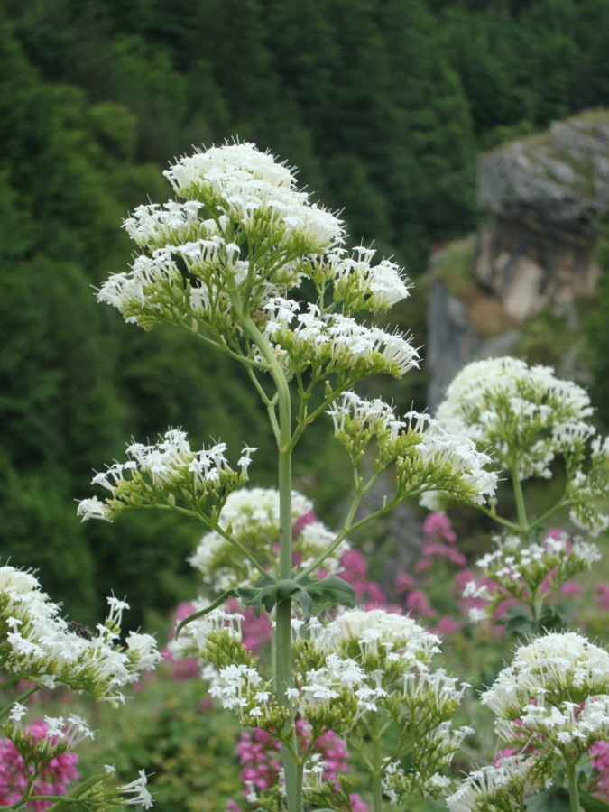 Centranthus ruber