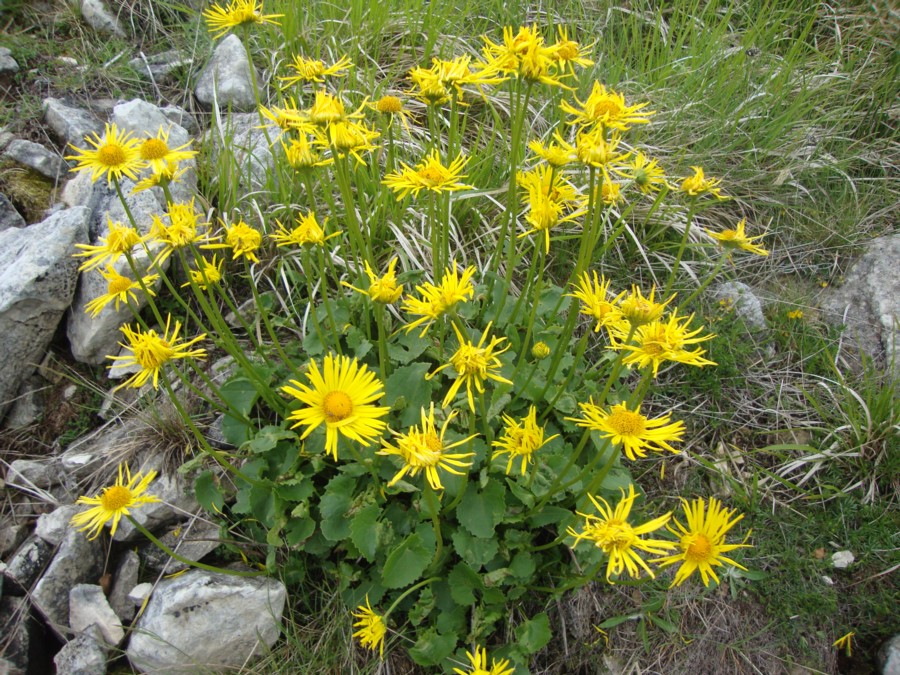 Doronicum columnae / Doronico di Colonna