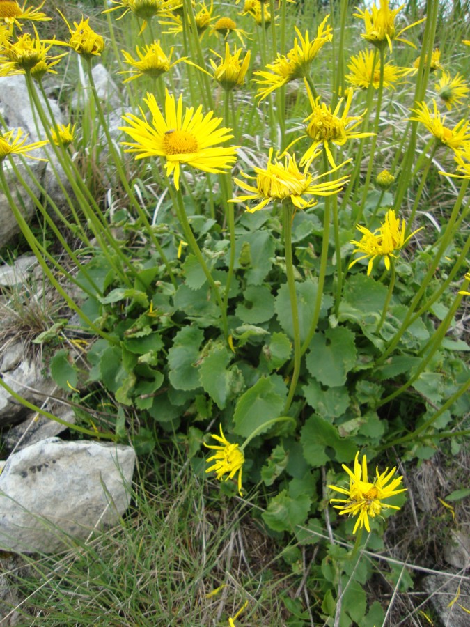 Doronicum columnae / Doronico di Colonna