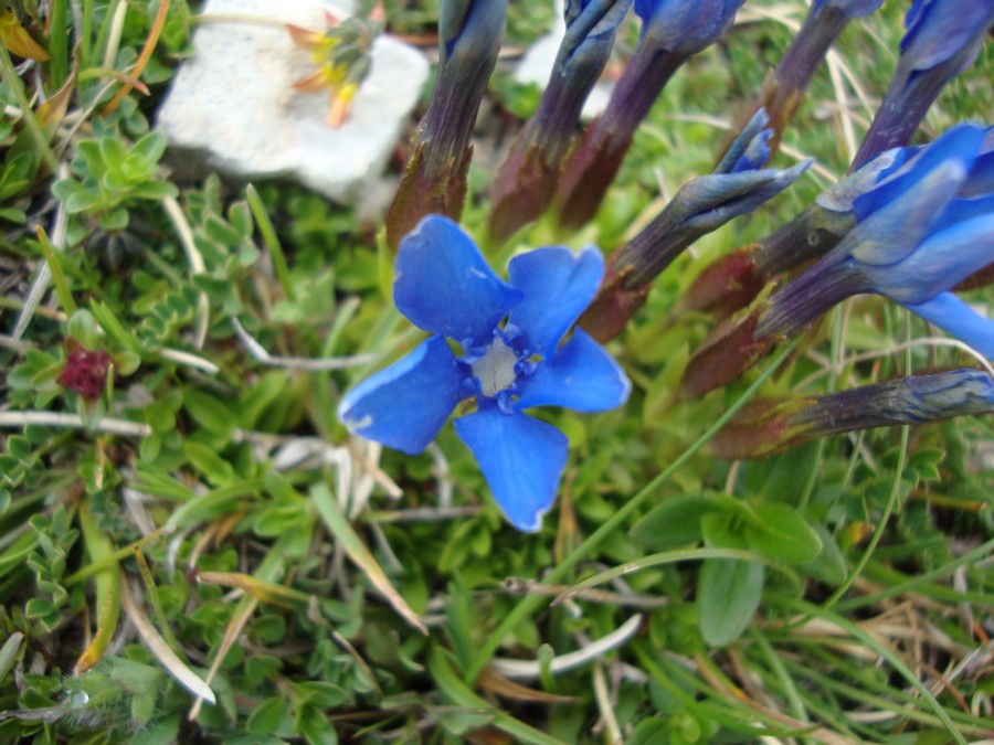 Gentiana verna