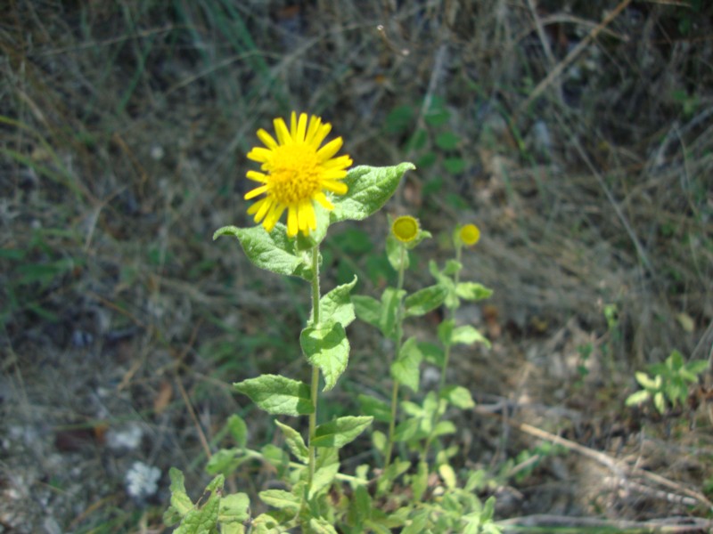 Pulicaria dysenterica