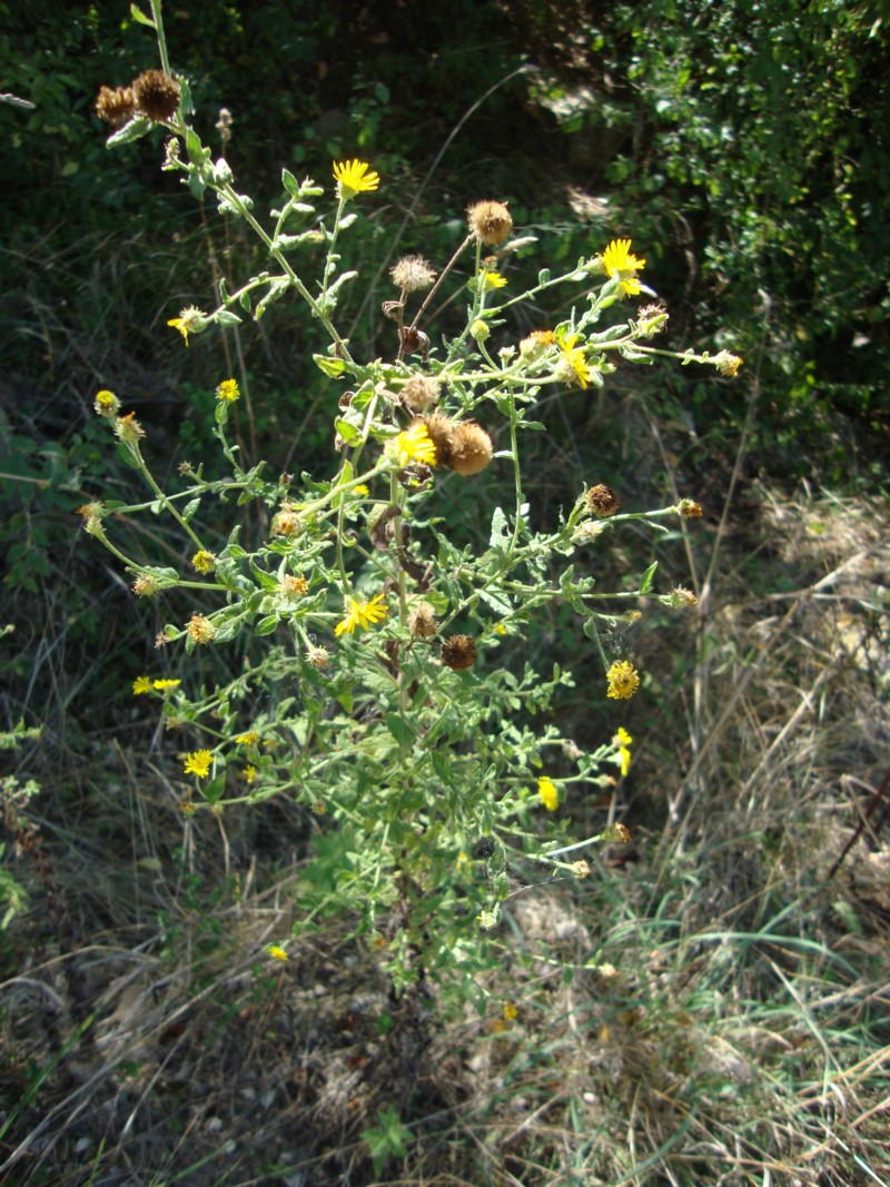 Pulicaria dysenterica