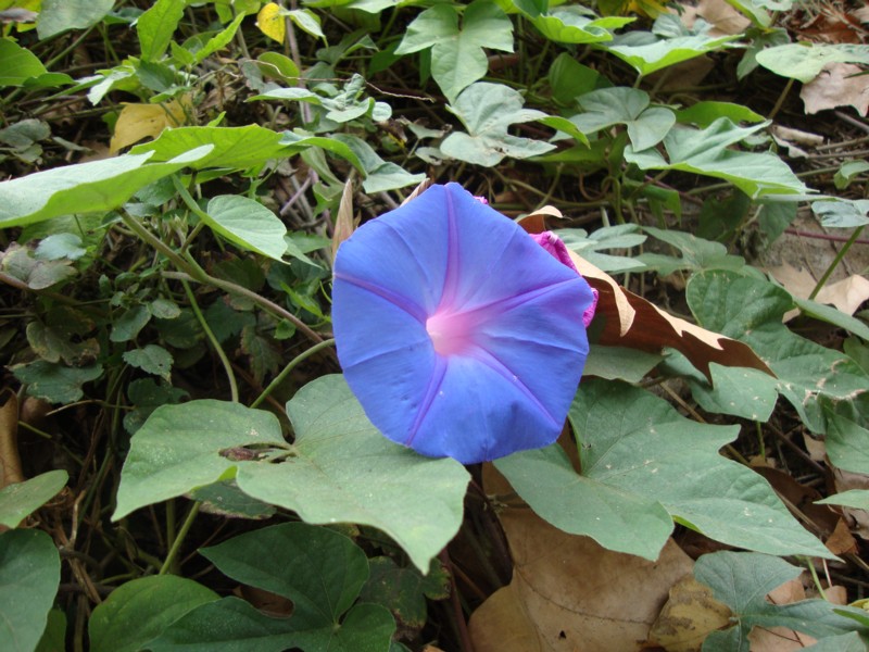 Ipomoea indica / Campanella perenne