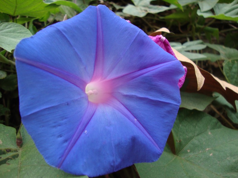 Ipomoea indica / Campanella perenne