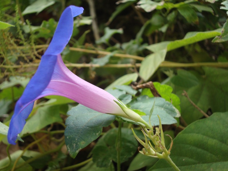 Ipomoea indica / Campanella perenne