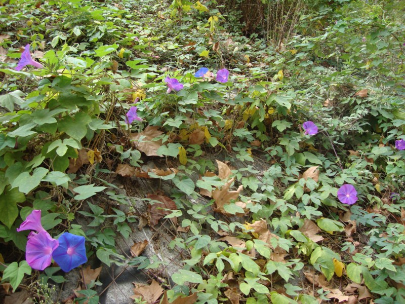 Ipomoea indica / Campanella perenne