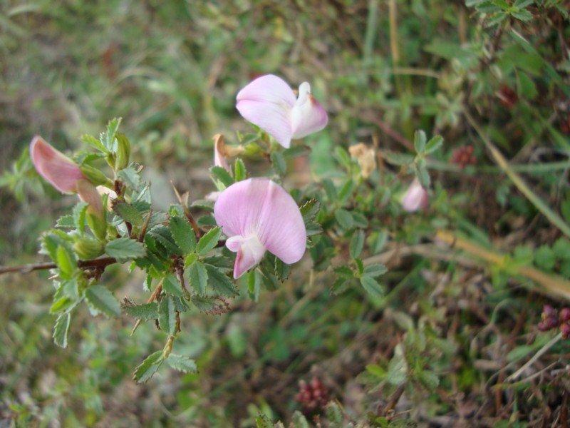 Ononis spinosa