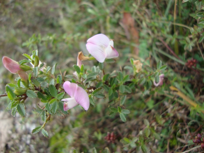 Ononis spinosa