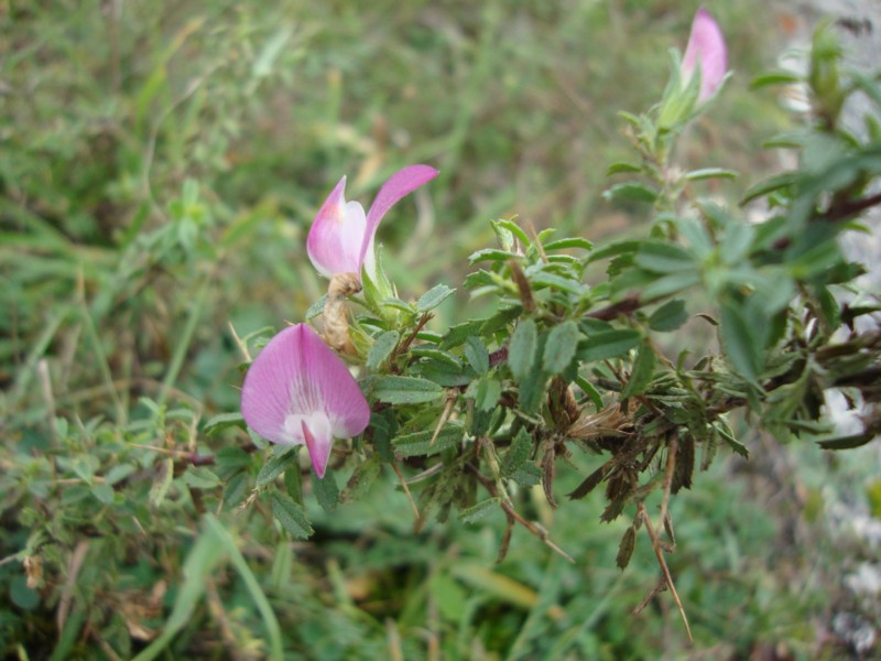 Ononis spinosa