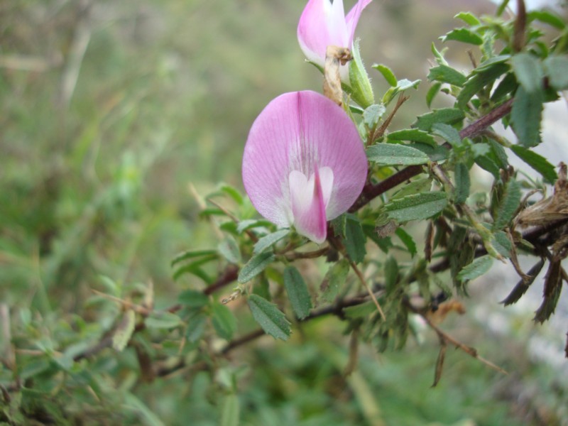 Ononis spinosa