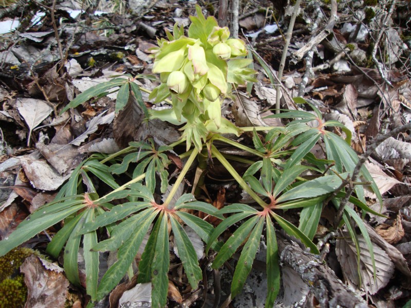 Helleborus foetidus