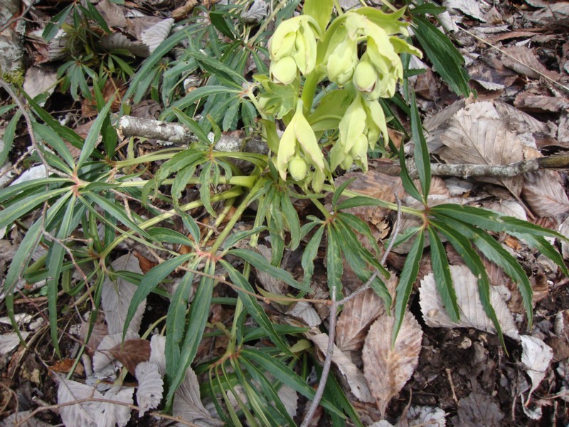 Helleborus foetidus