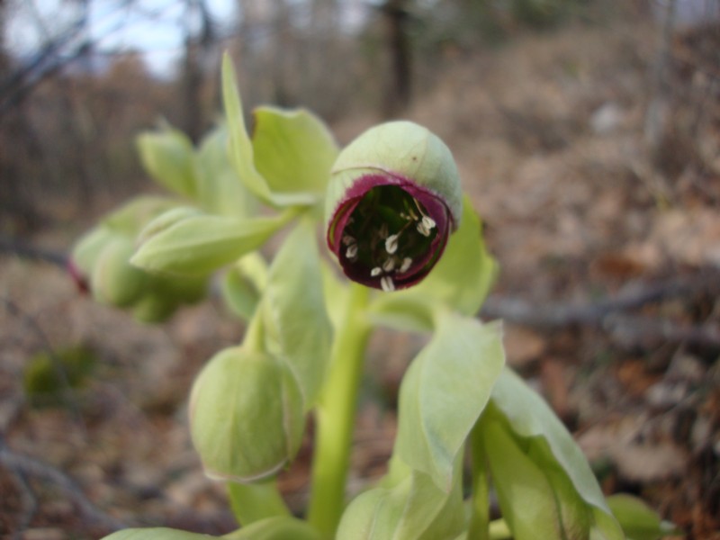 Helleborus foetidus