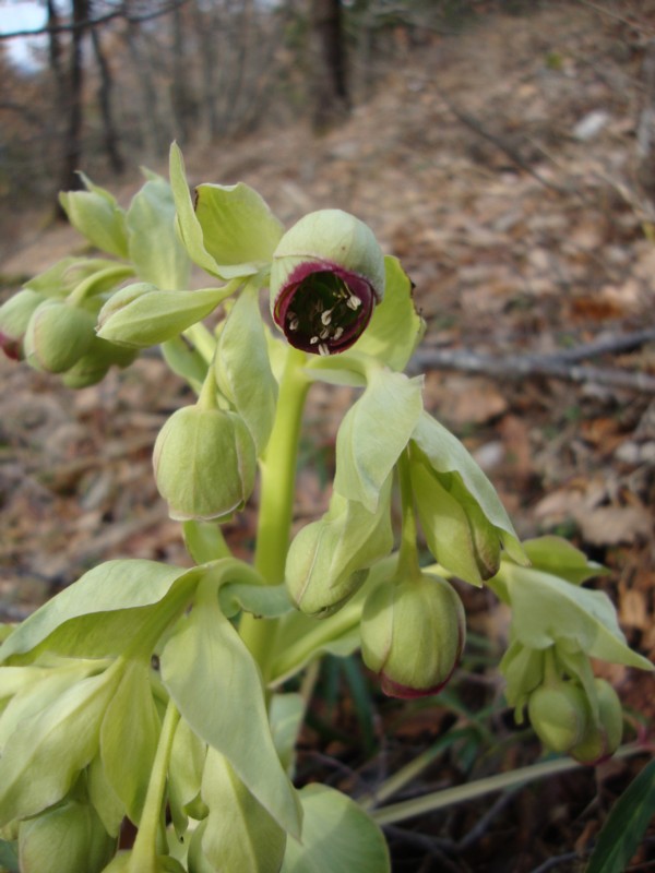 Helleborus foetidus