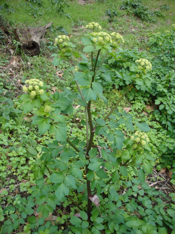Smyrnium olusatrum