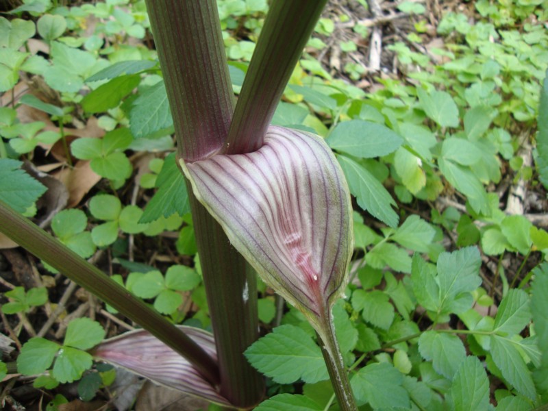Smyrnium olusatrum