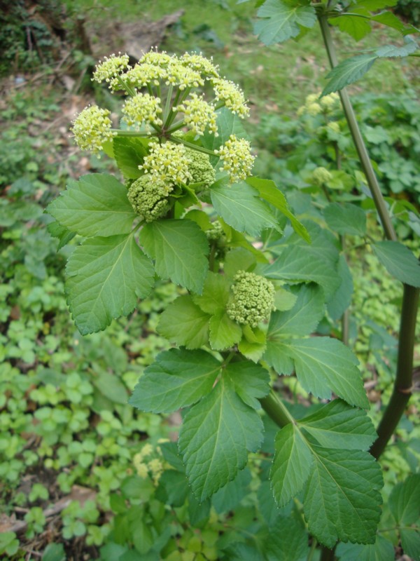 Smyrnium olusatrum