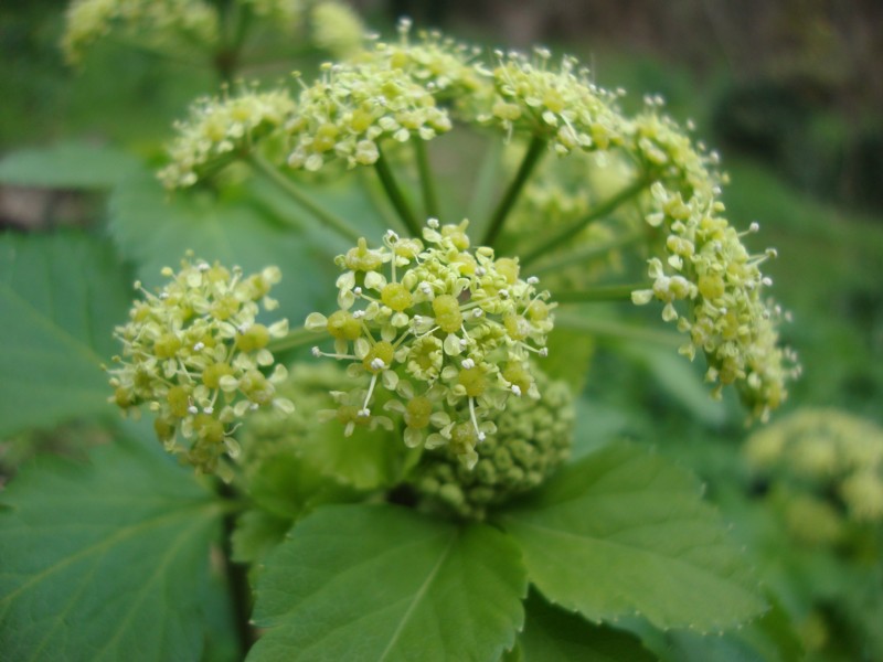Smyrnium olusatrum