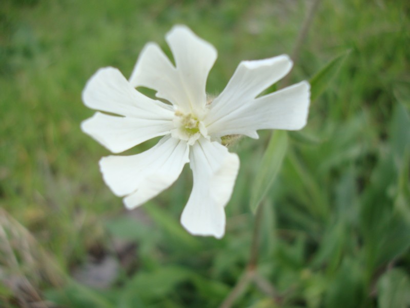 Silene latifolia
